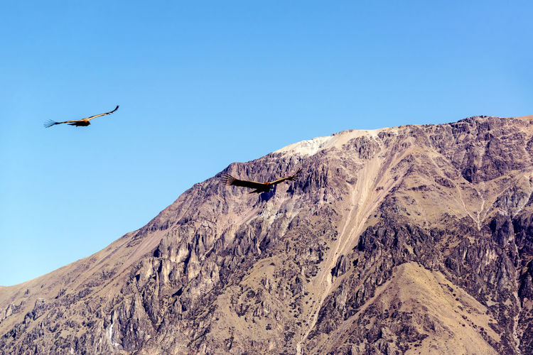 Andean condors flying over colca canyon against clear sky on sunny day