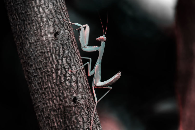 Sphodromantis viridis is a species of praying mantis 