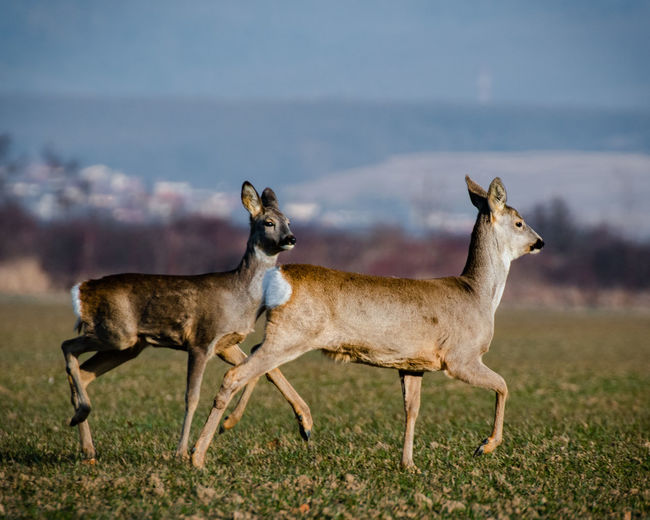 Deer running on field during sunrise in early spring time.