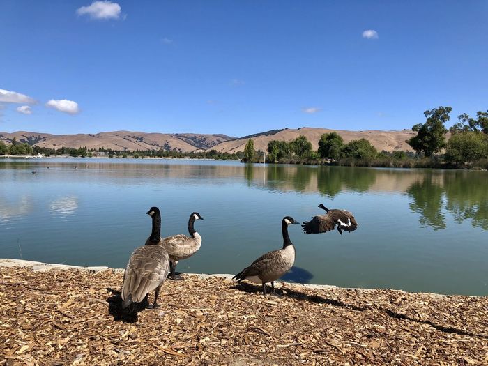 Birds on lake against sky