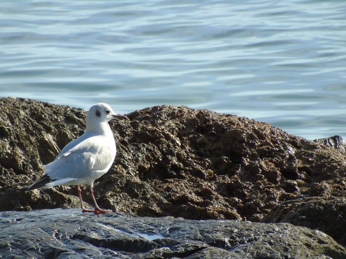 Seagull perching on rock by sea