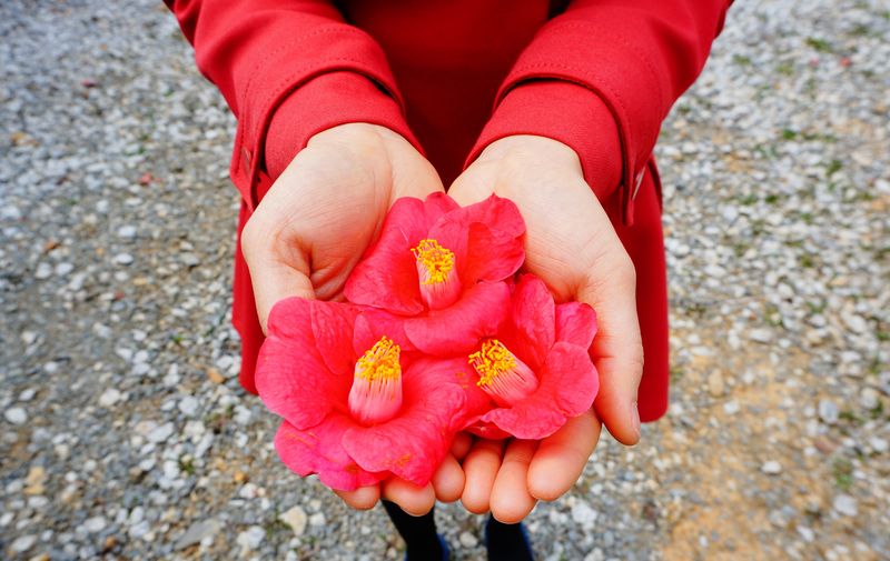 High angle view of woman holding red flowers on field