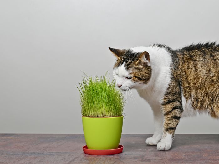 Cat and potted plant against white background