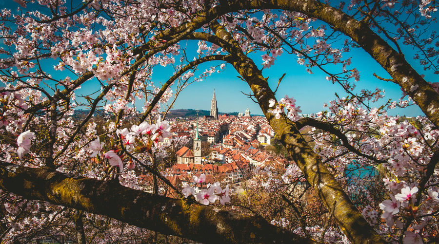 Cherry blossom tree and buildings against sky