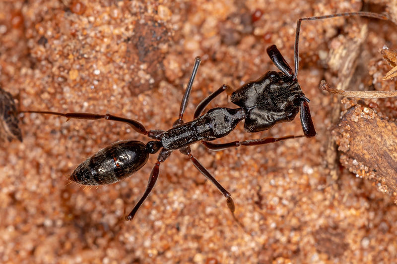 Close-up of ant