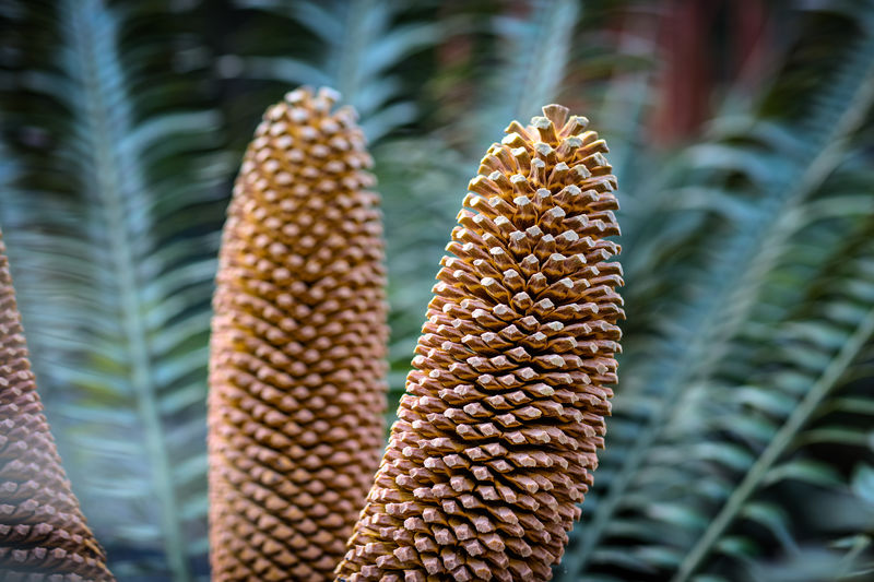 Cycad plant with cones