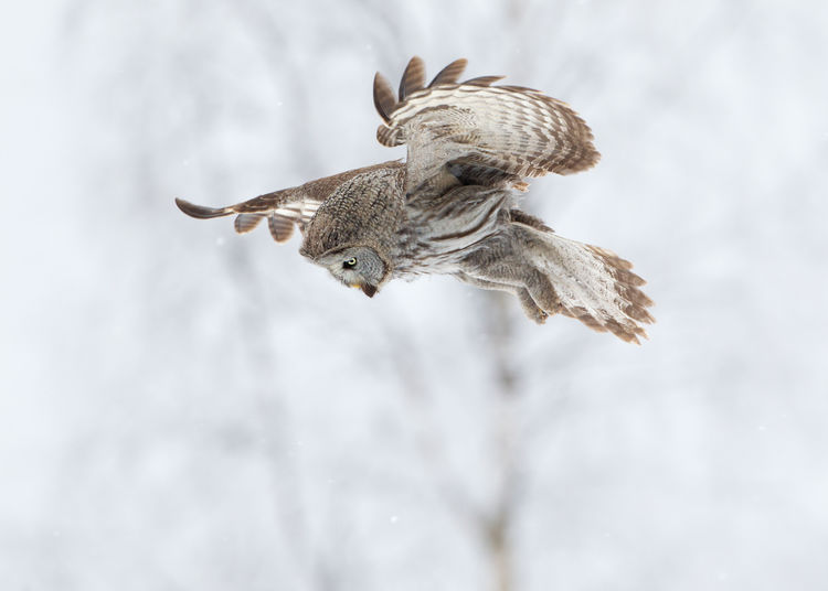 Low angle view of owl flying in forest during winter