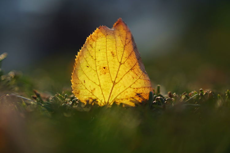 Close-up of yellow dry leaf on field