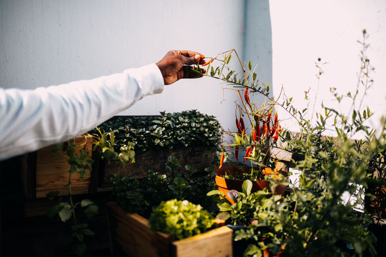 Close-up of man hand holding plant against wall