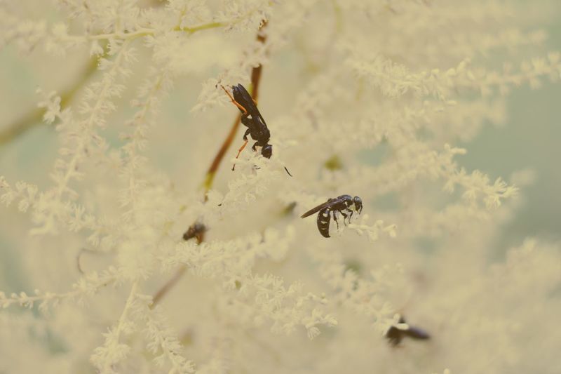 Close-up of insects on white surface