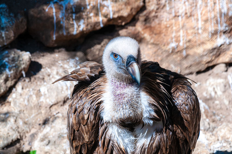 Close-up of a vulture on rock
