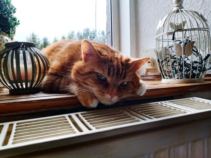 Portrait of a cat lying on table