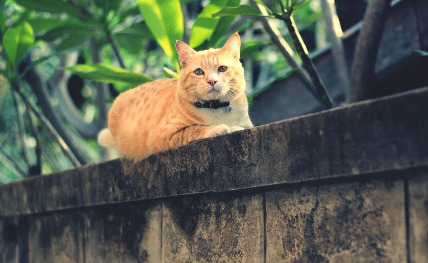 Portrait of alert cat sitting on retaining wall