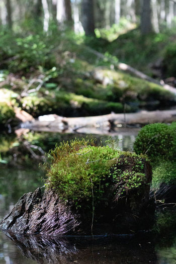 plant