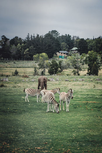 Horses in a field