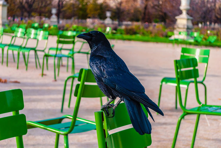 Bird perching on railing in park