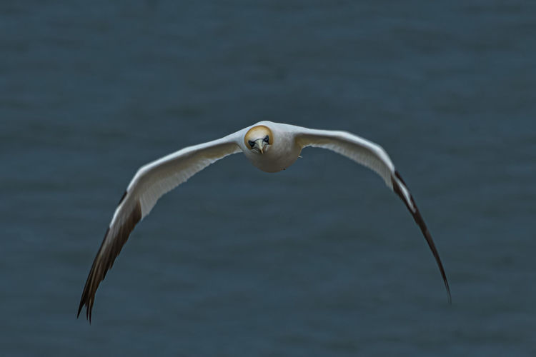 Close-up of seagull flying over sea