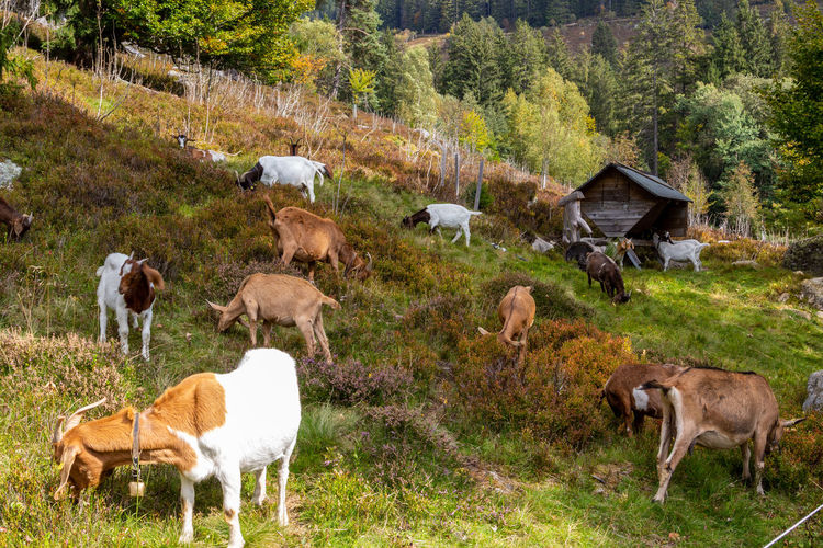 Grazing herd of goats on a multi colored hill nearby menzenschwand, black forest, germany