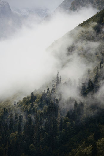 Trees on mountain in fog