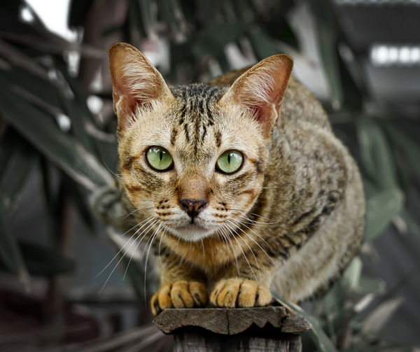 Close-up portrait of striped young cat, green eyes are staring.       