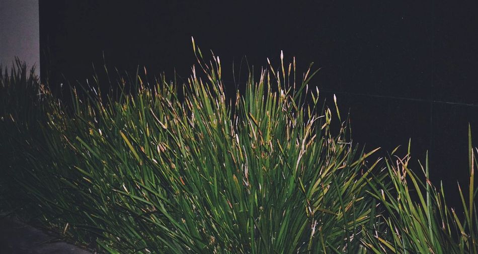 View of plants at night