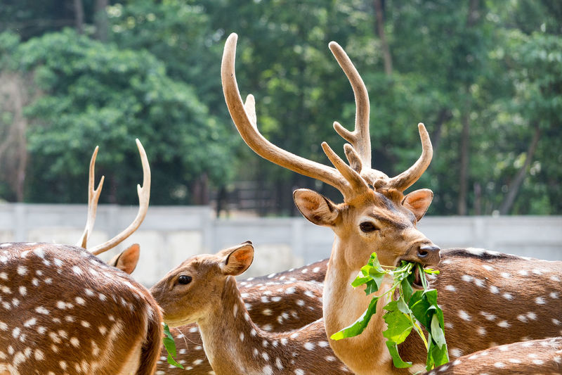 Deer eating plant against trees