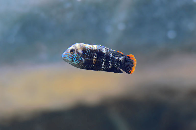 Close-up of fish swimming in sea