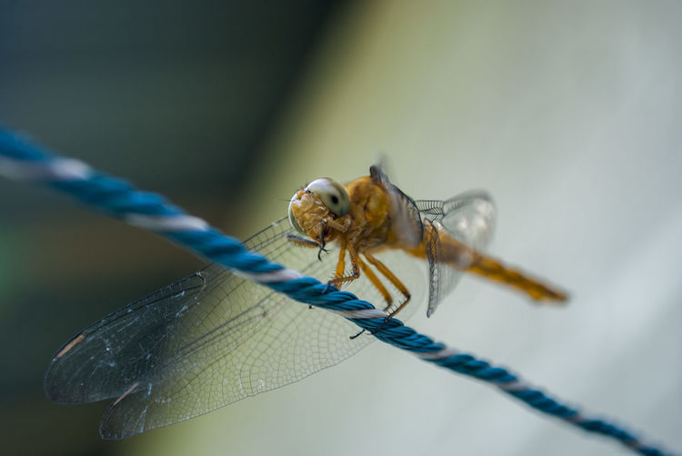 Close-up of dragonfly on rope