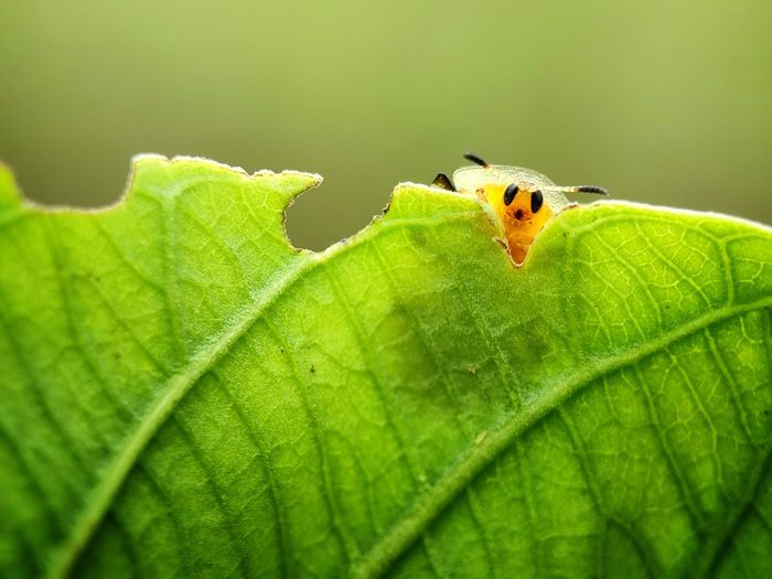 green