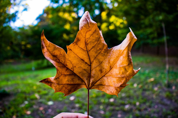 Close-up of fallen maple leaf