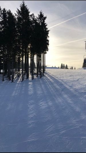 Trees on snow covered field against sky during sunset