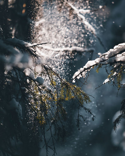 Plants and trees during winter