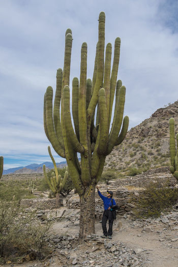 Cactus plant on land against sky