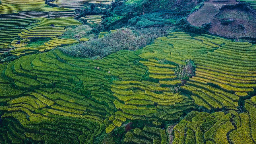 Full frame shot of rice field