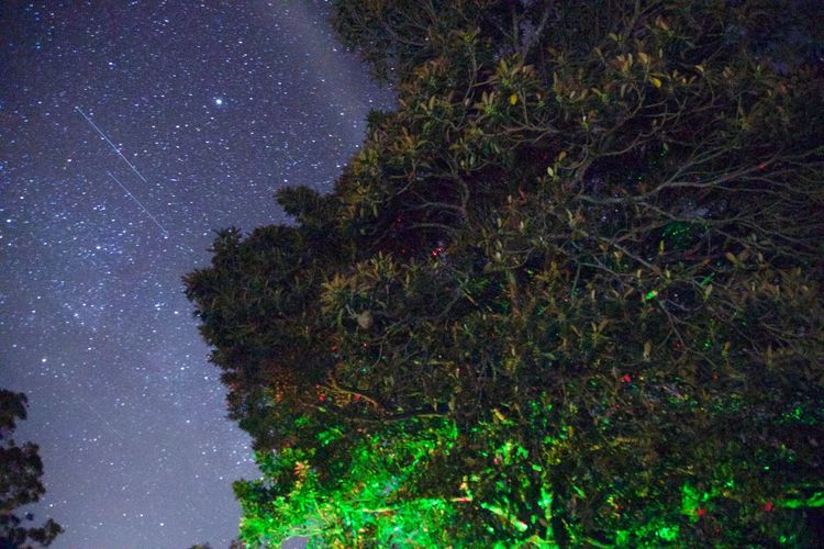 Trees against sky at night