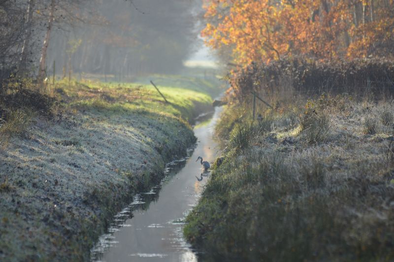 Road amidst trees during autumn