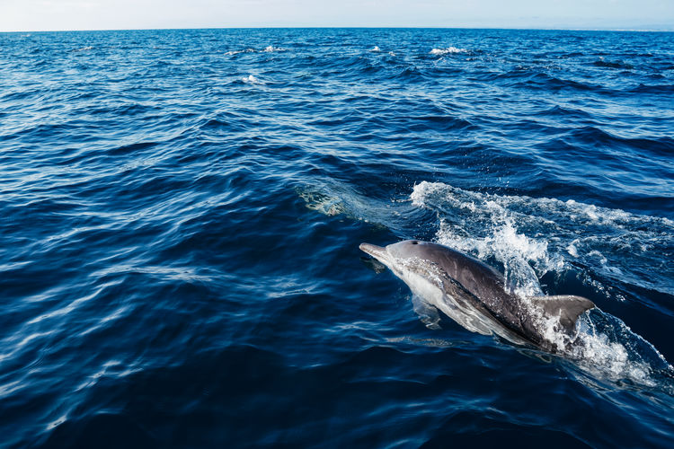 Close up of a common dolphin in the blue pacific ocean on a sunny day of whale watching wildlife