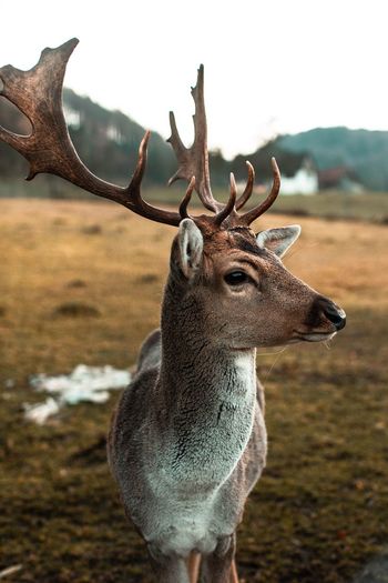 Close-up of deer standing on field