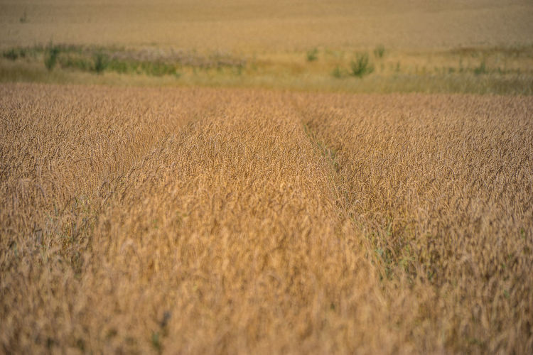 Scenic view of wheat field