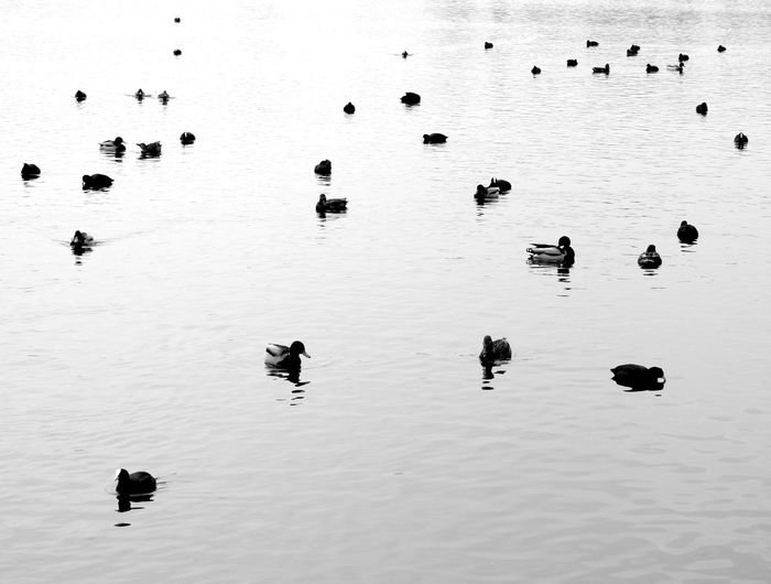 High angle view of birds swimming in lake