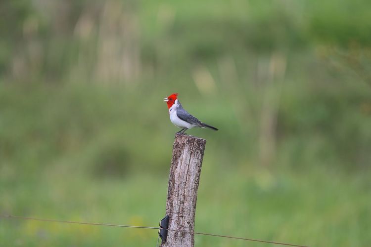 Close-up of red-crested cardinal perching on wooden post
