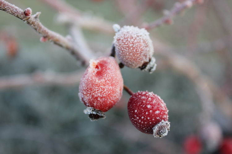 Close-up of strawberry on tree during winter