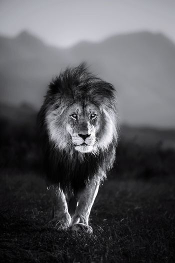Lion king portrait