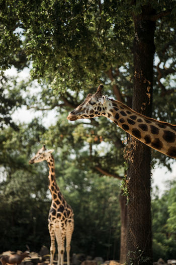 View of a giraffe