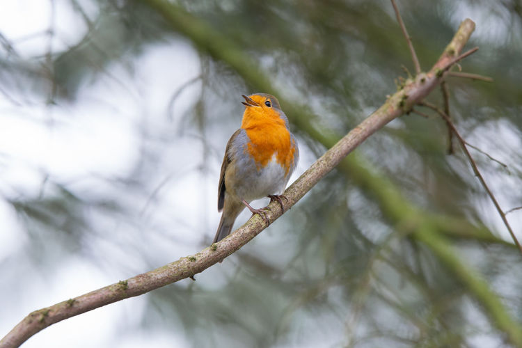 animal wildlife