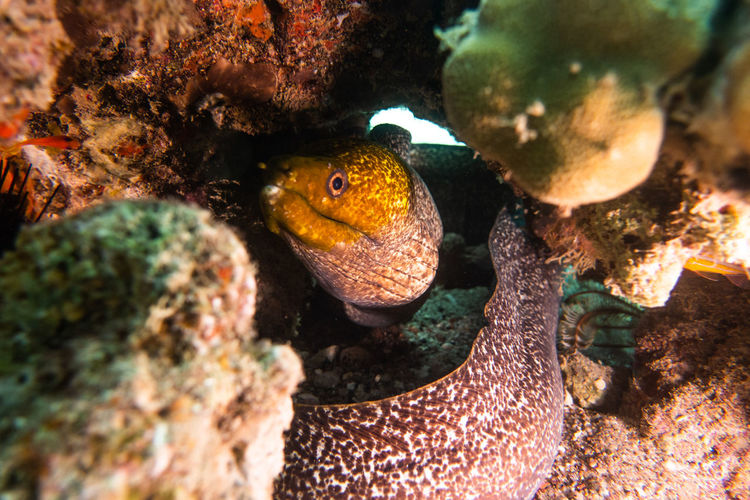 Moray eel mooray lycodontis undulatus in the red sea, eilat israel a.e