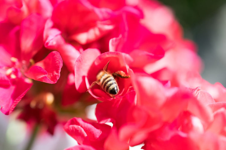 Close-up of bee on red rose