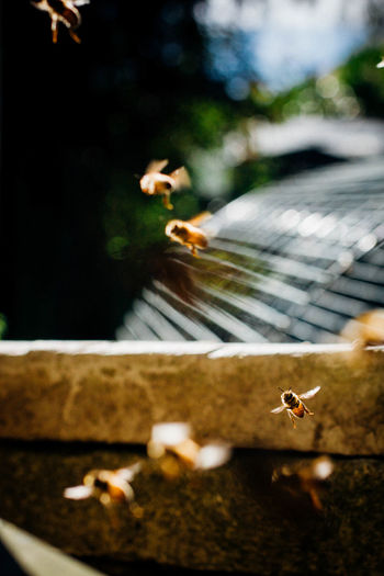 Honeybees flying by railing
