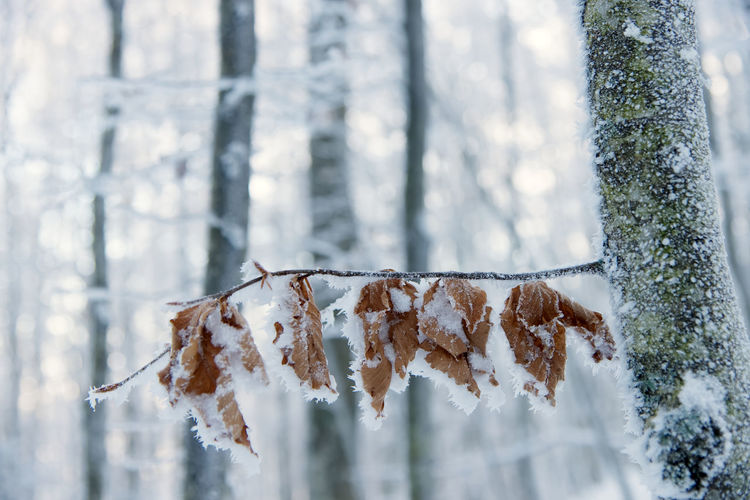 Close-up of icicles on tree branch in winter