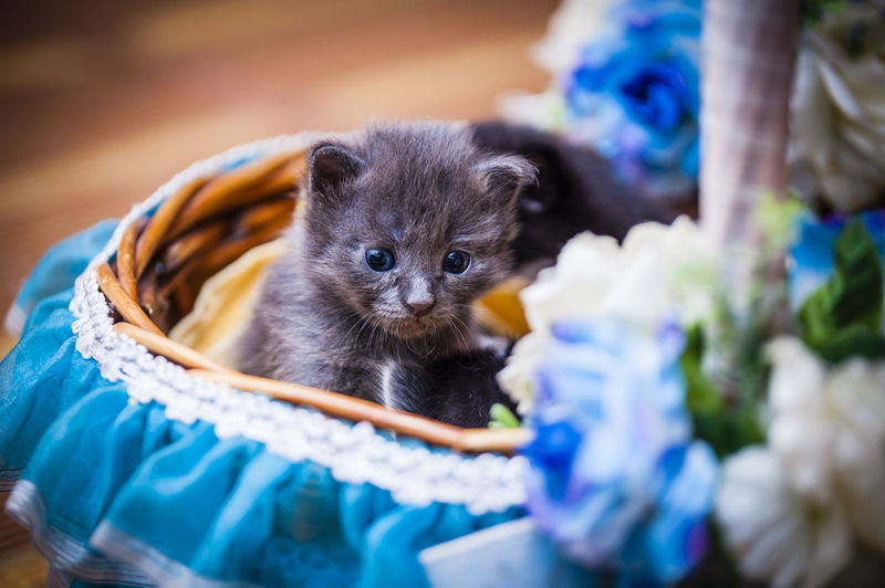 Close-up of kittens in decorated basket